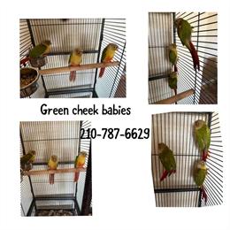 Green Cheek Babies for Sale in San Antonio, tx