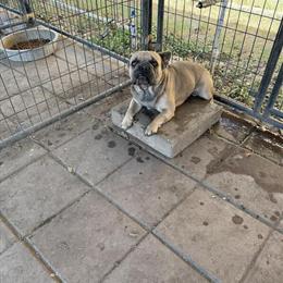 French Bulldog Pair for Sale in San Antonio, tx