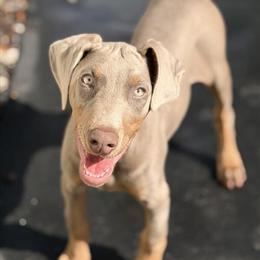 Female Fawn & Rust Doberman for Adoption in Dothan, al