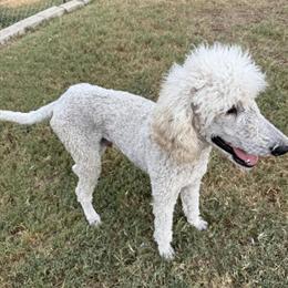 Standard Poodle for Sale - 1 Year Old in San Antonio, tx