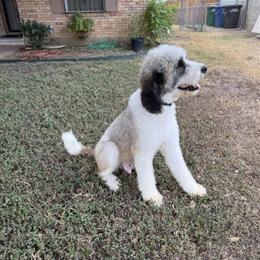Saintadoodle Female Looking for a Home in San Antonio, tx