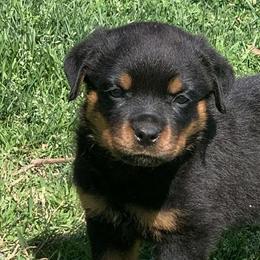 Male Rottweiler Puppy Seeking Forever Home in Concord, nc