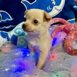 Pomchi Puppies Ready for Forever Homes on April 18 in Quincy, il