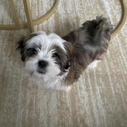 Shih Tzu Available for Rehoming in Hampton, va