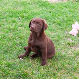Labrador Puppy Macy Looking for a Forever Home in Syracuse, in