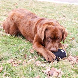 Labrador Bruno - Energetic and Ready for Play in Syracuse, in