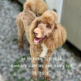 Proven Red Abstract Moyen Poodle Available for Stud Services in Mocksville, nc