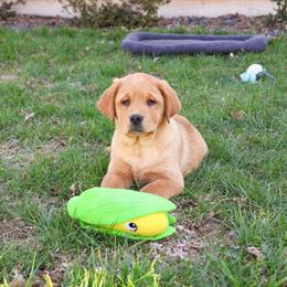 Labrador Retriever Puppy - Eagle in Syracuse, in