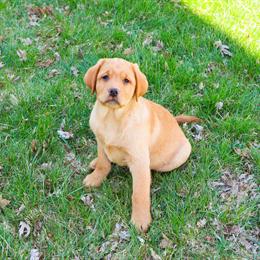 Labrador Retriever Puppy Eddie Available in Syracuse, in