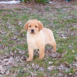 Labrador Retriever Puppy - Eggo in Syracuse, in
