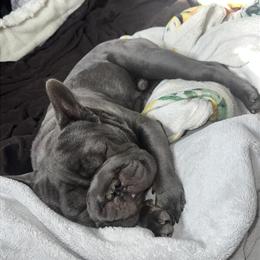 French Bulldog for Adoption - 1.5 Years Old in Piqua, oh