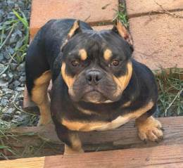 Abkc Master Po Son Micro Male Crate Trained in Greensboro, NC