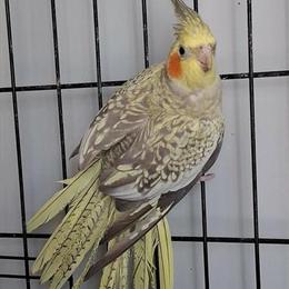 Female Cinnamon Pearl Cockatiel Looking for a New Home in Bay City, mi