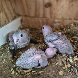 Black Capped Conures for Adoption in Hialeah, fl