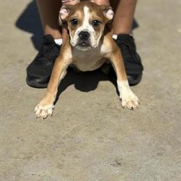 Olde English Bulldog Puppies - 2 Sweet Females Available in Glasgow, ky