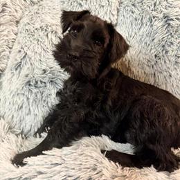 Miniature Schnauzer Puppies Ready for Forever Homes in Anderson, in