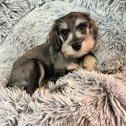 Miniature Schnauzers Looking for Forever Homes in Anderson, in