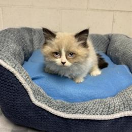 Purebred Ragdoll Kittens Available - TICA Registered in Waterford, mi
