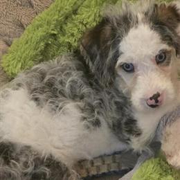 Mini Labradoodle with Piercing Blue Eyes in Gaylord, mi