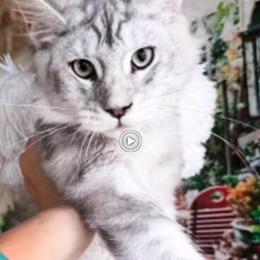 Stunning Silver Shaded Maine Coon Available in Gaylord, mi