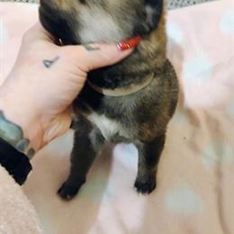 Wolf Dog Puppies Available from Litter of 4 in Seattle, wa