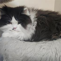 Persian Cats Looking for Forever Homes in Detroit, mi