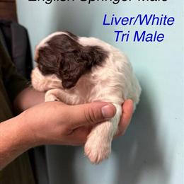 English Springer Spaniels Available for Adoption in Pamplico, sc