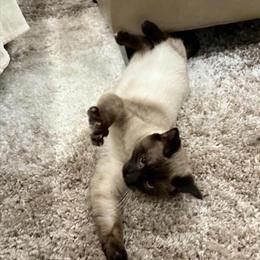 Siamese Cat Stud Service Available for $200 in Grand Rapids, mi