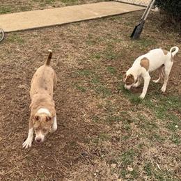 Pit Bull Puppies for Sale in Lynchburg, va