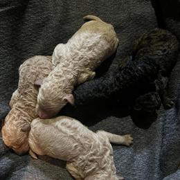 Standard Poodle Puppies for Sale in Lynchburg, va