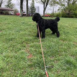 Giant Schnauzer Puppies for Family Homes in Lynchburg, va