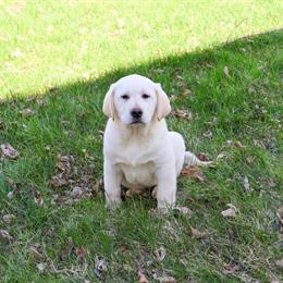 Labrador Puppy - Jeremiah in Syracuse, in