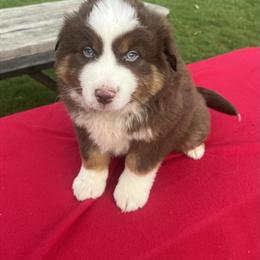 Mini Australian Shepherd Charlie Seeking Forever Home in Akron, oh