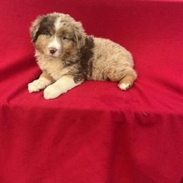 Mini Australian Shepherd - Red Merle Looking for a Loving Home in Akron, oh