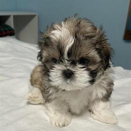 Shih Tzu Puppies Ready for Loving Homes in Traverse City, mi