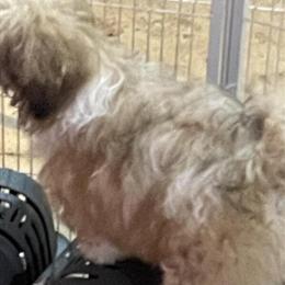 Shih Tzu Puppy Ready for Loving Home in Traverse City, mi