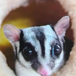 Sugar Glider Pair for Sale in Bay City, mi
