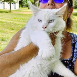Maine Coons Looking for New Homes in Pittsburgh, pa