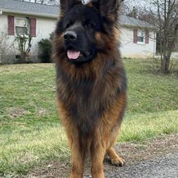 German Shepherd Stud Available in Gallatin, tn