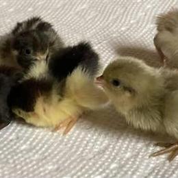 Button Quail Chicks for Sale - Various Colors Available in Columbus, oh