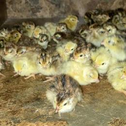 Coturnix Quail Chicks for Sale - $3 Each in Columbus, oh