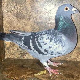 Homing Pigeons for Sale - Blue Bar & Blue Check Racing Types in Columbus, oh