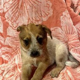 Red Heeler Puppies Available in Findlay, oh