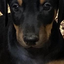 Doberman Pinscher AKC Puppies Ready for Forever Homes in Candler, nc