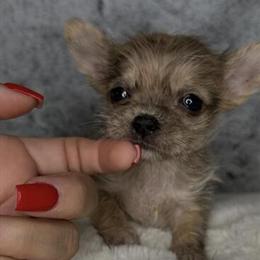 Micro Yorkshire Terrier Ready for a Loving Home in North Wilkesboro, nc