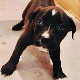 American Bulldog Mix Puppies for Sale - 10 Weeks Old in Inkster, mi