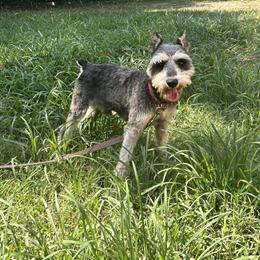 Miniature Schnauzer Stud Service Available in Charlotte, nc