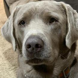 AKC Silver Labrador Stud Available for Breeding in Falmouth, mi