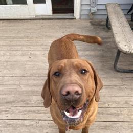Fox Red Labrador Retriever Stud Available for Service in Falmouth, mi