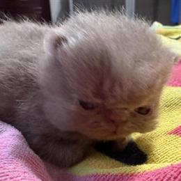 Exotic Shorthair Lilac Boy for Adoption in Palm Coast, fl